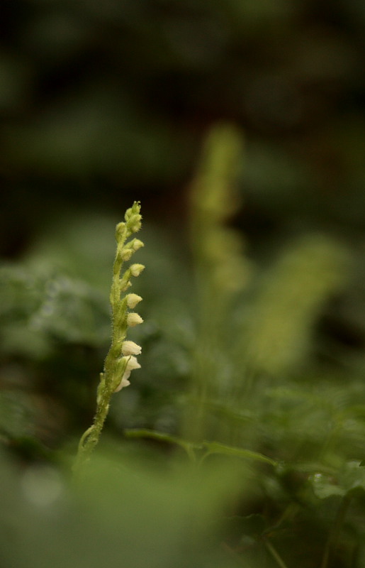 Goodyera repens