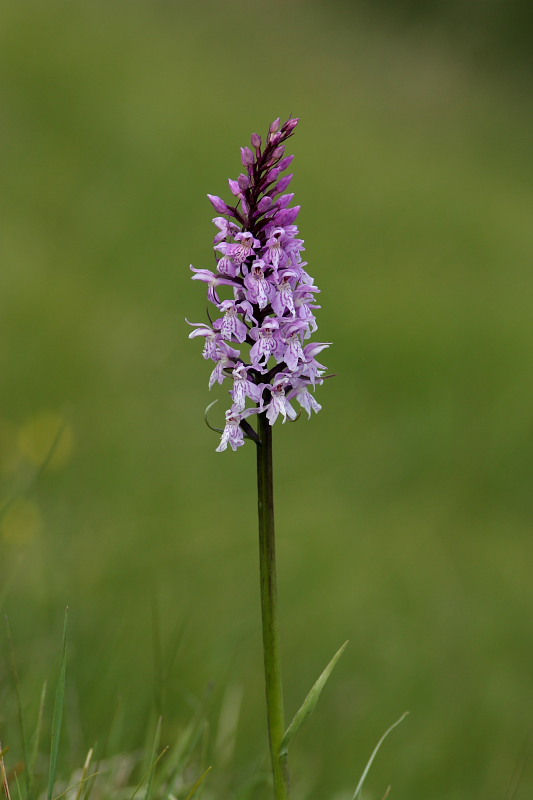 In cara Carnia