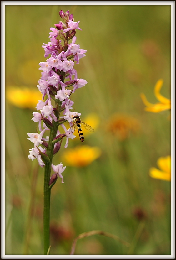 Gymnadenia odoratissima con impollinatore