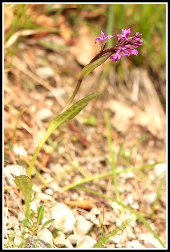 Dactylorhiza traunsteineri e lapponica