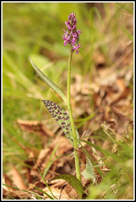 Dactylorhiza traunsteineri e lapponica