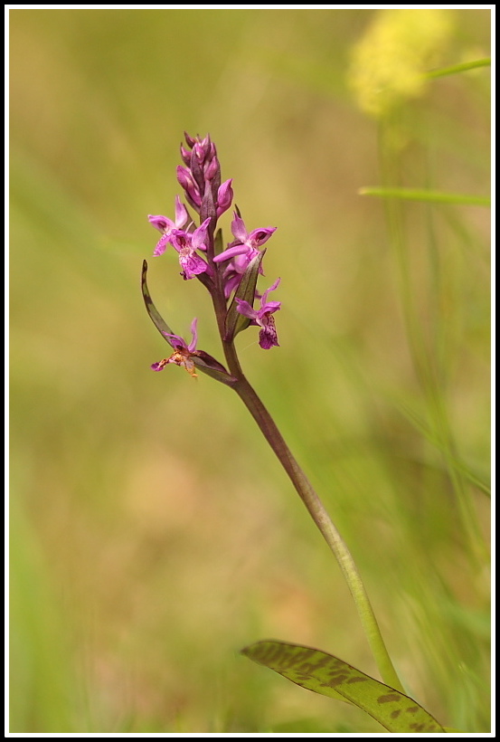 Dactylorhiza traunsteineri e lapponica