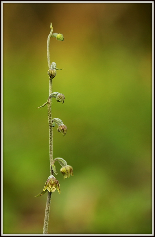 Epipactis microphylla