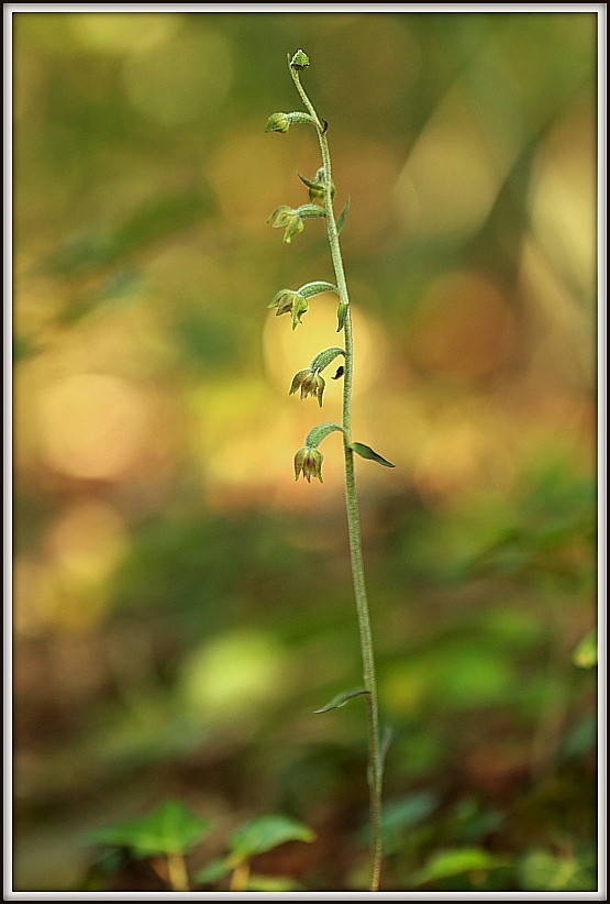 Epipactis microphylla