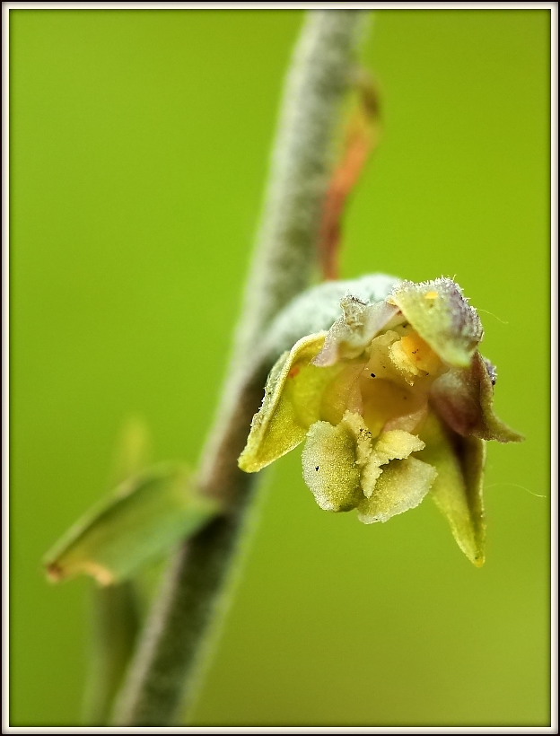 Epipactis microphylla