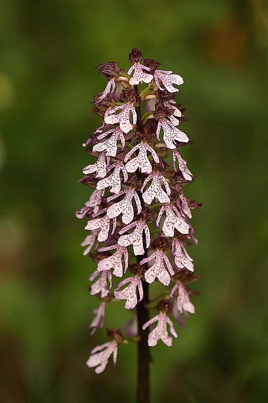 Orchis purpurea