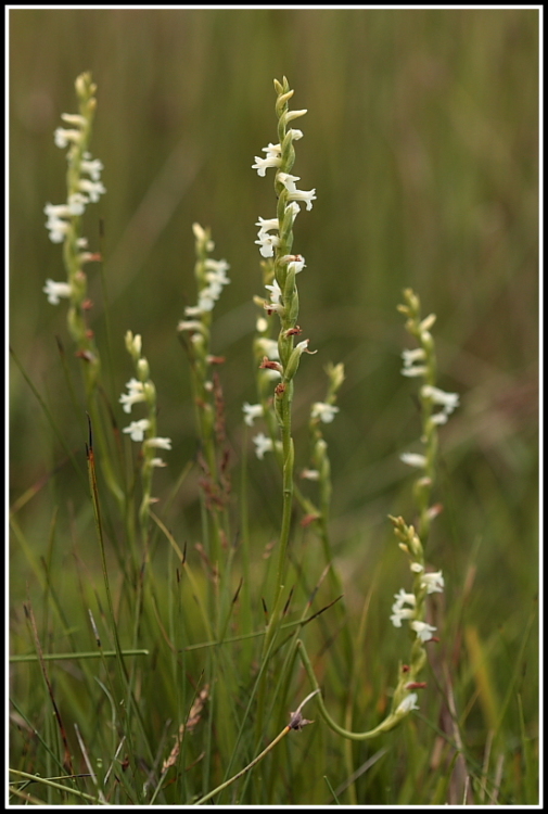 Spiranthes aestivalis