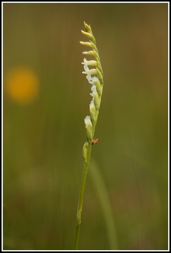 Spiranthes aestivalis