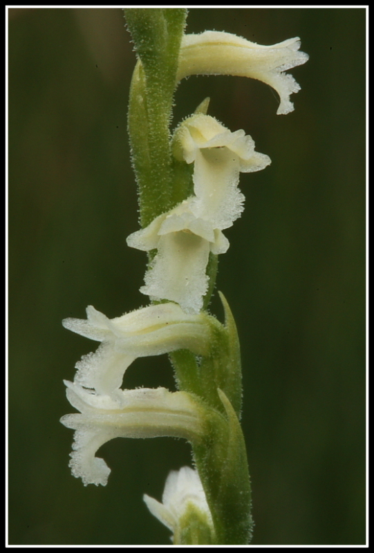 Spiranthes aestivalis