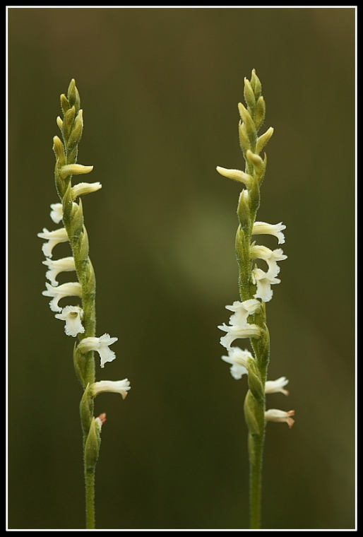 Spiranthes aestivalis