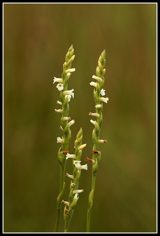 Spiranthes aestivalis