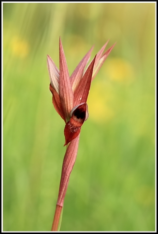 Serapias vomeracea