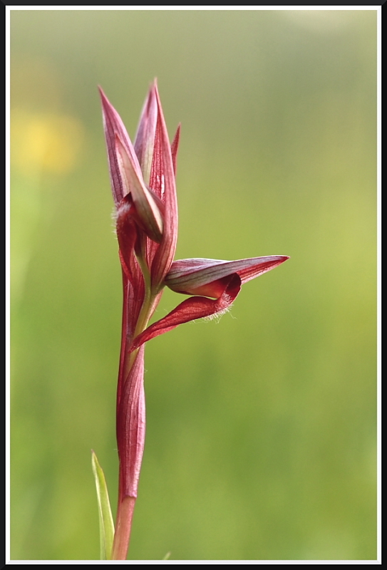 Serapias vomeracea