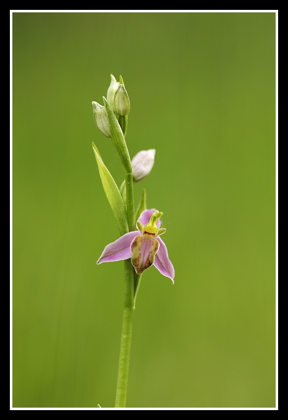 Ophrys apifera var. tilaventina