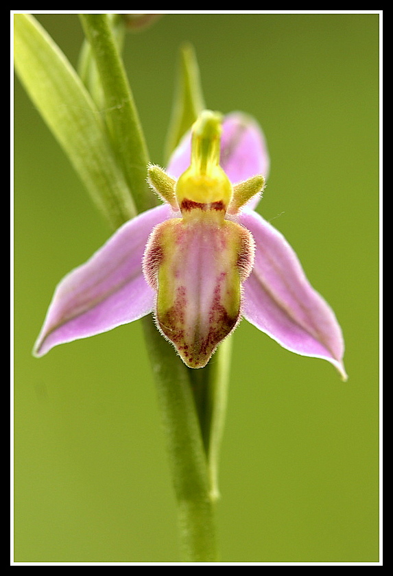 Ophrys apifera var. tilaventina