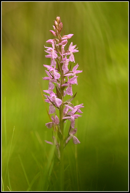 Dactylorhiza traunsteineri e lapponica