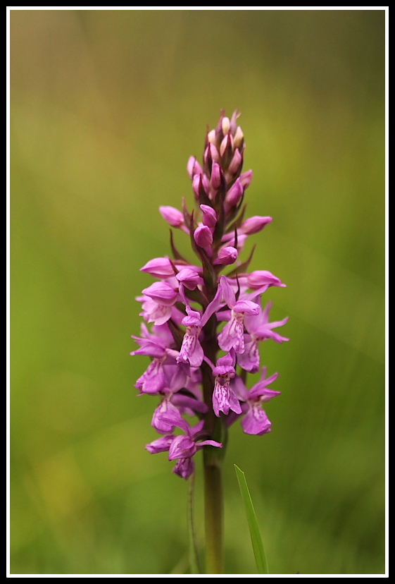 Dactylorhiza traunsteineri e lapponica