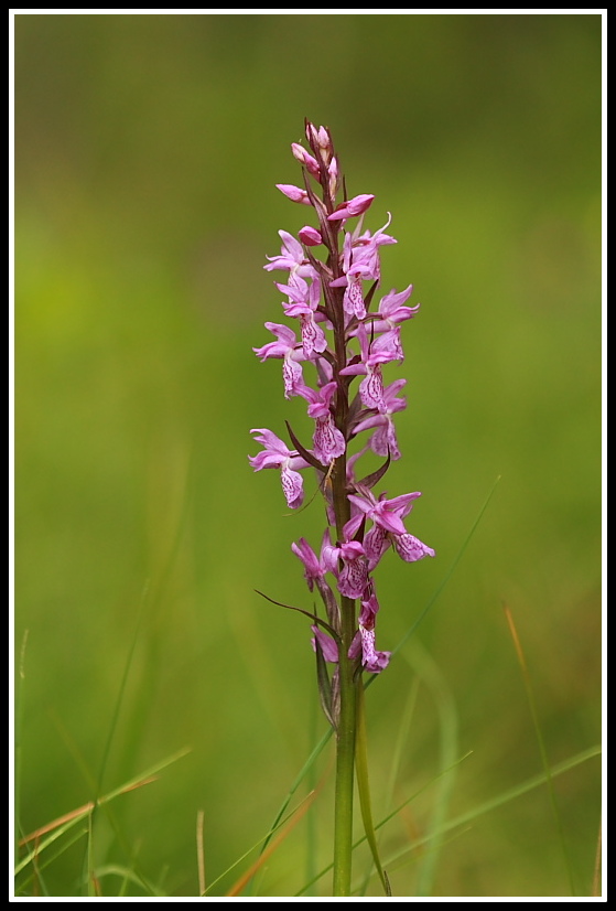 Dactylorhiza traunsteineri e lapponica