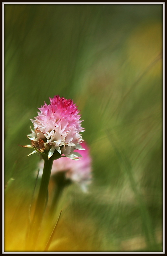 Nigritella widderi