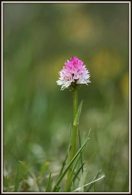 Nigritella widderi