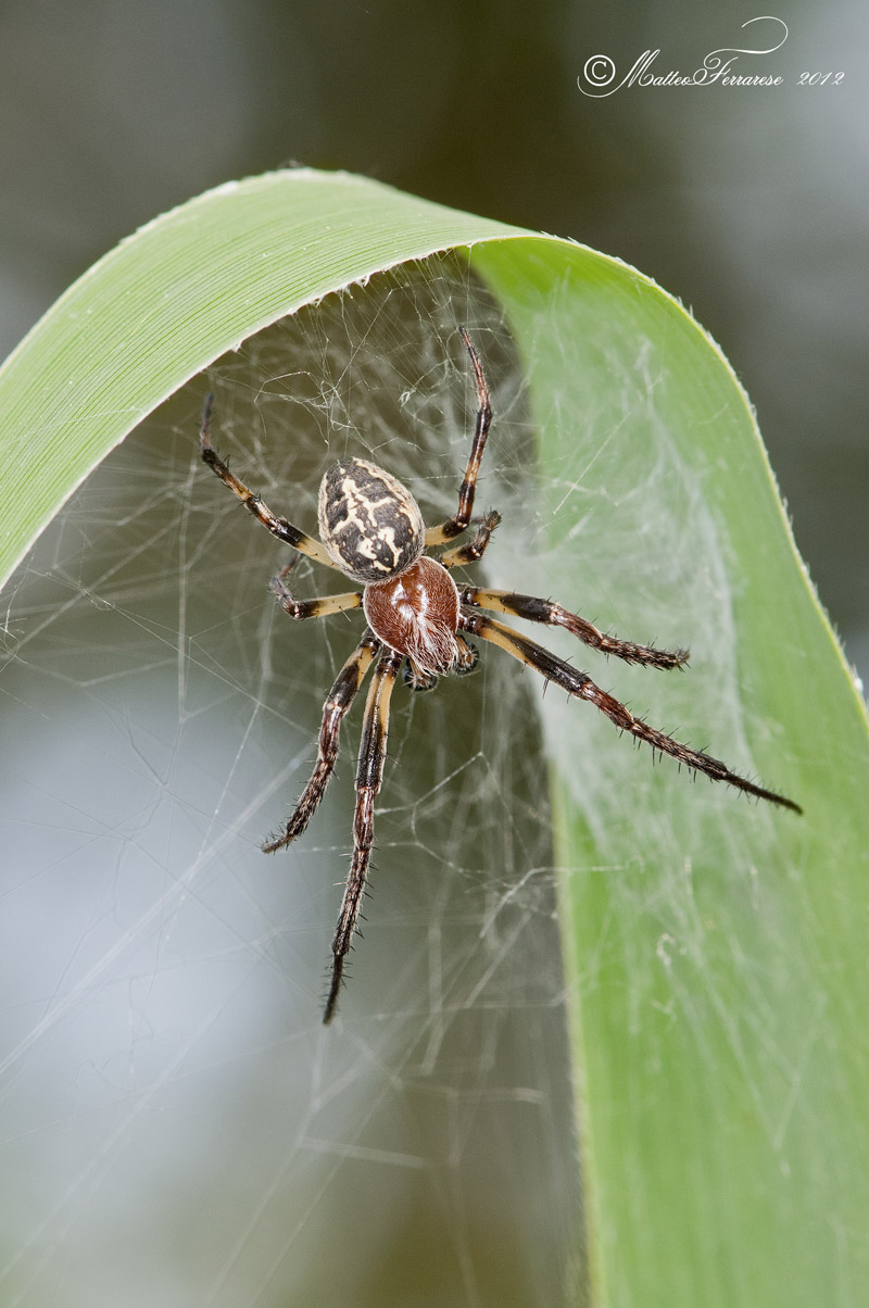 Larinioides sp., maschio