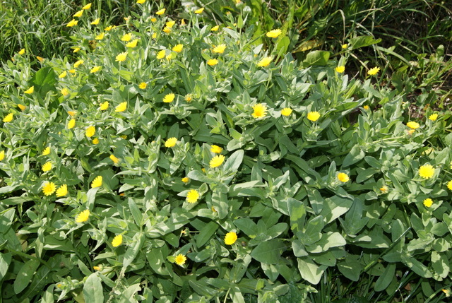 Calendula cfr. arvensis