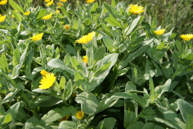 Calendula cfr. arvensis