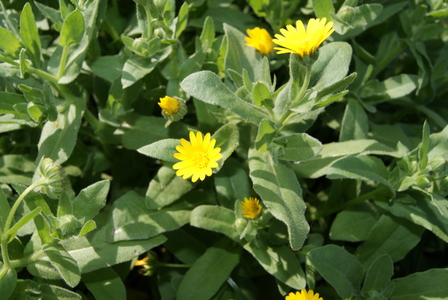 Calendula cfr. arvensis