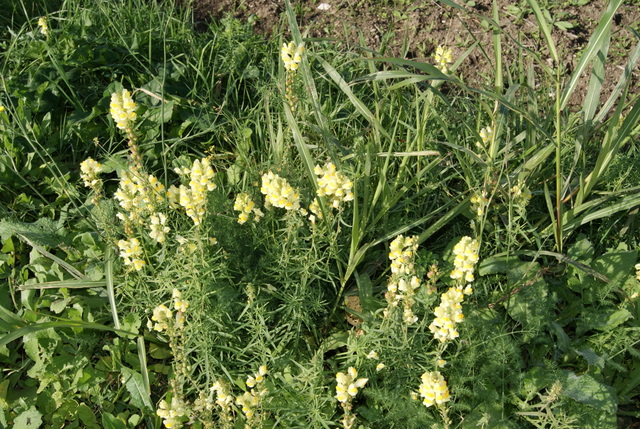 Linaria vulgaris