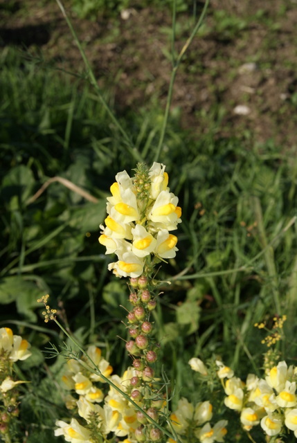 Linaria vulgaris