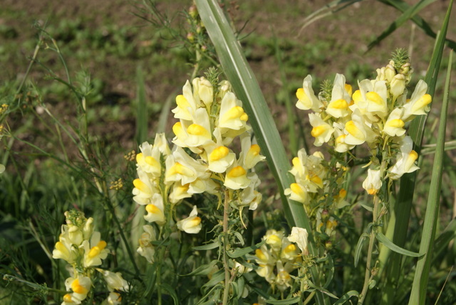 Linaria vulgaris