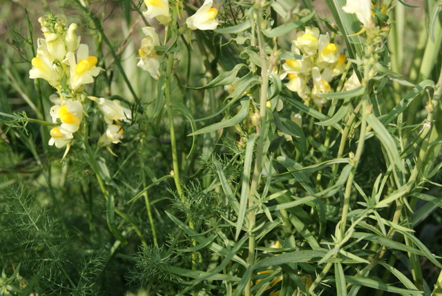 Linaria vulgaris