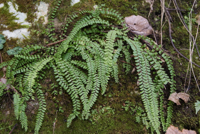 Asplenium trichomanes