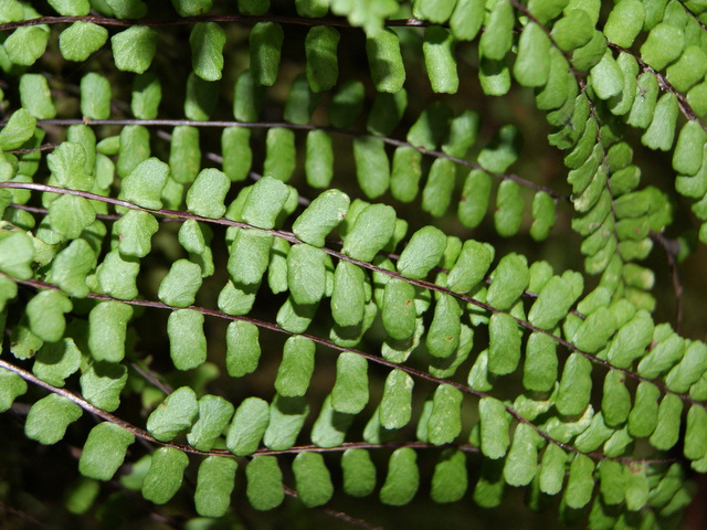 Asplenium trichomanes