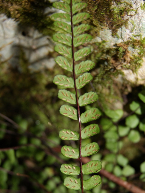 Asplenium trichomanes