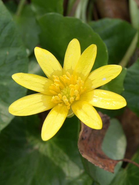 Ranunculus ficaria