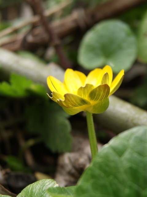 Ranunculus ficaria