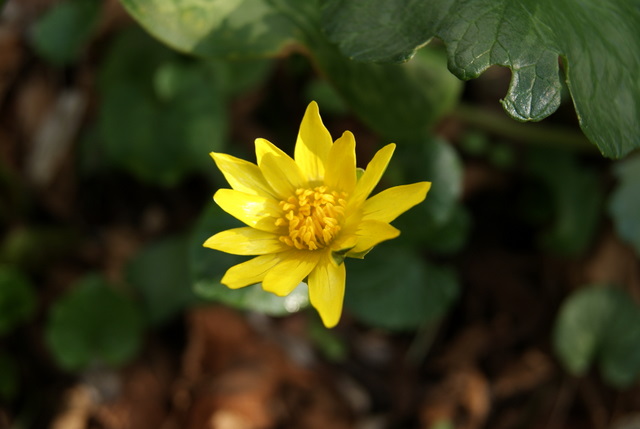 Ranunculus ficaria