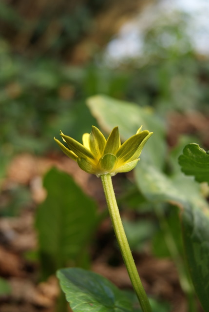 Ranunculus ficaria