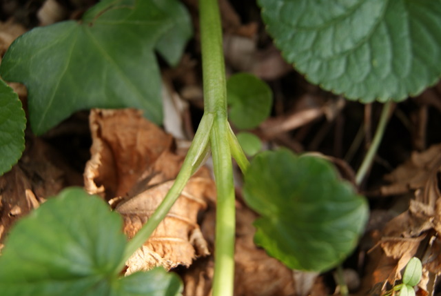 Ranunculus ficaria