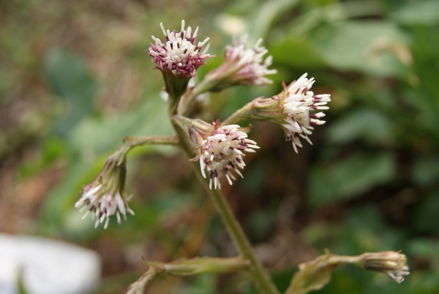 Petasites pyrenaicus (=P.fragrans) / Farfaraccio vaniglione