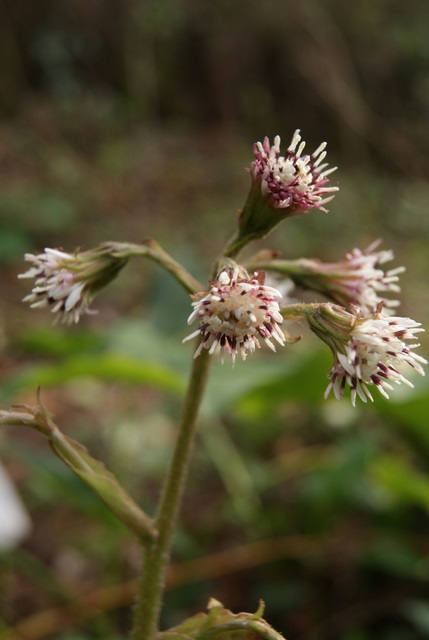 Petasites pyrenaicus (=P.fragrans) / Farfaraccio vaniglione