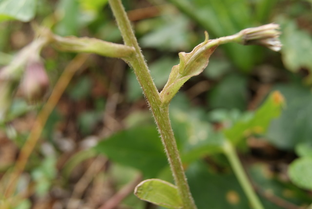 Petasites pyrenaicus (=P.fragrans) / Farfaraccio vaniglione