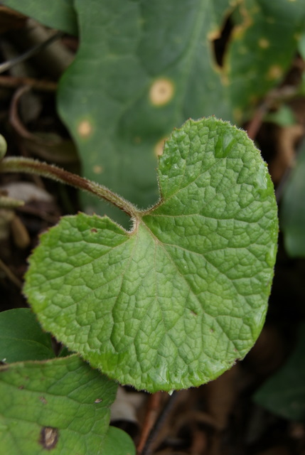 Petasites pyrenaicus (=P.fragrans) / Farfaraccio vaniglione