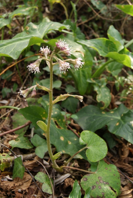 Petasites pyrenaicus (=P.fragrans) / Farfaraccio vaniglione