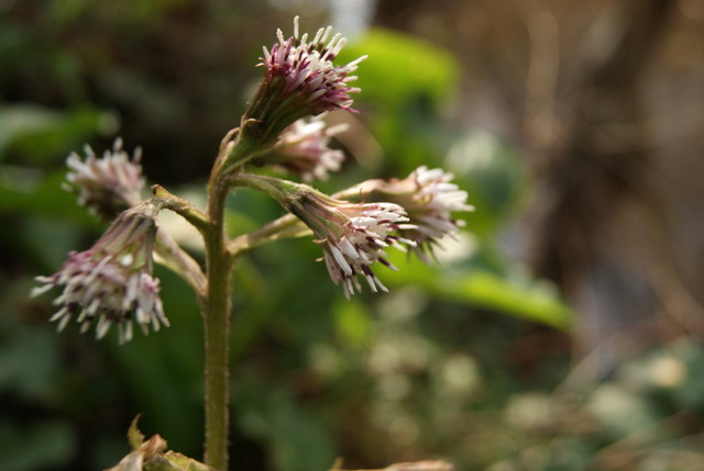 Petasites pyrenaicus (=P.fragrans) / Farfaraccio vaniglione