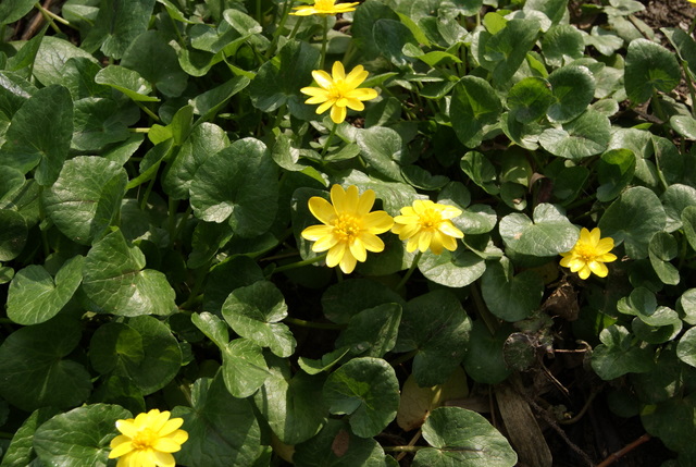 Ranunculus ficaria