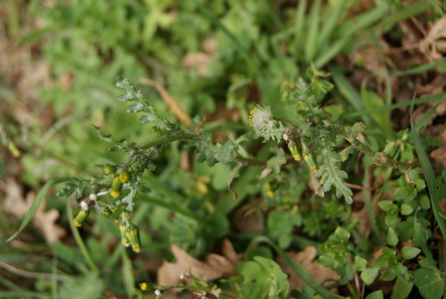 Senecio vulgaris / Senecione comune