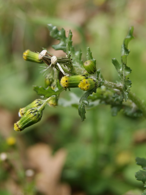 Senecio vulgaris / Senecione comune