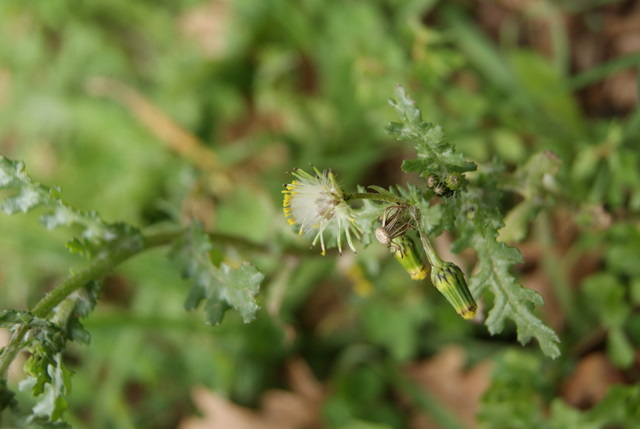 Senecio vulgaris / Senecione comune